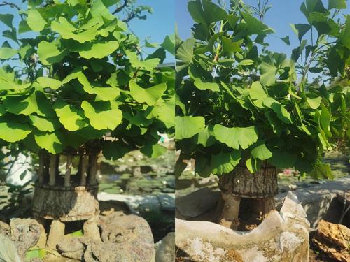 李义文：研制“植物疫苗”能把“死树”救活