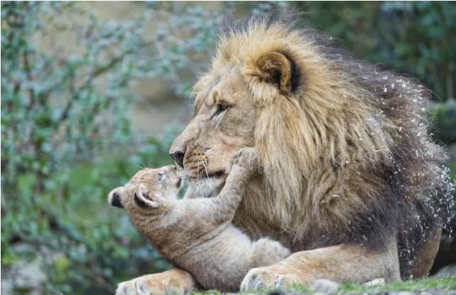 动物界中最可怕的父母们,动物界最高等和最低等