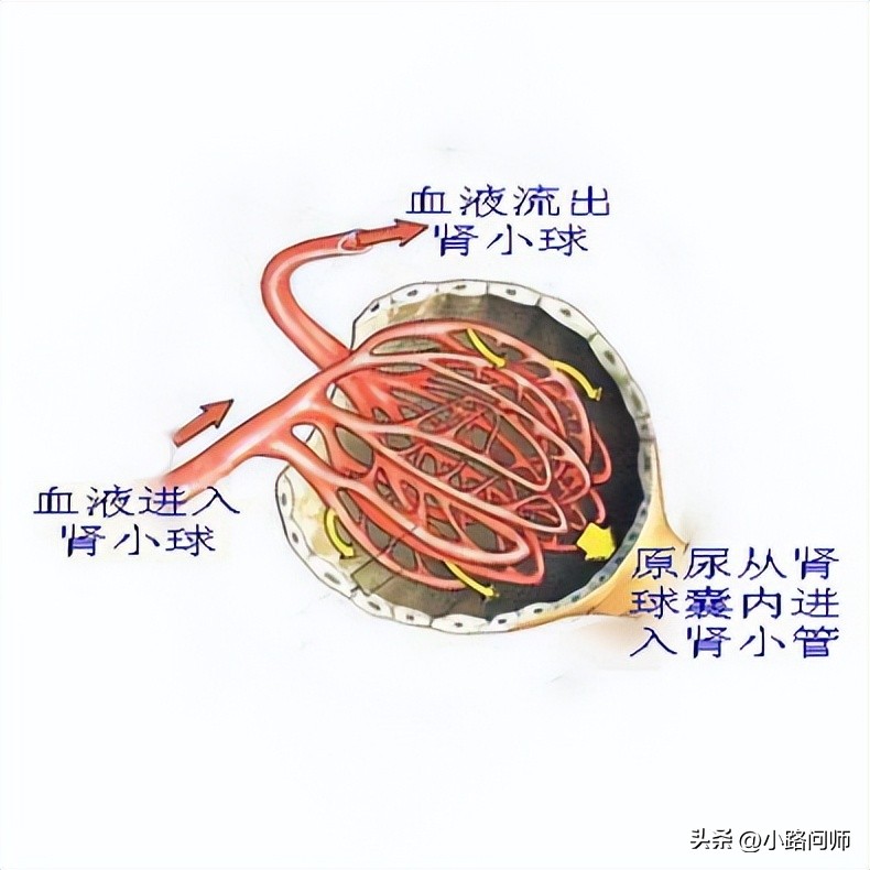 尿液是如何形成的知识点,尿液是如何形成的