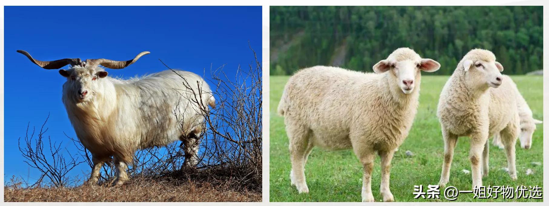 羊绒围巾哪个牌子好280以下？