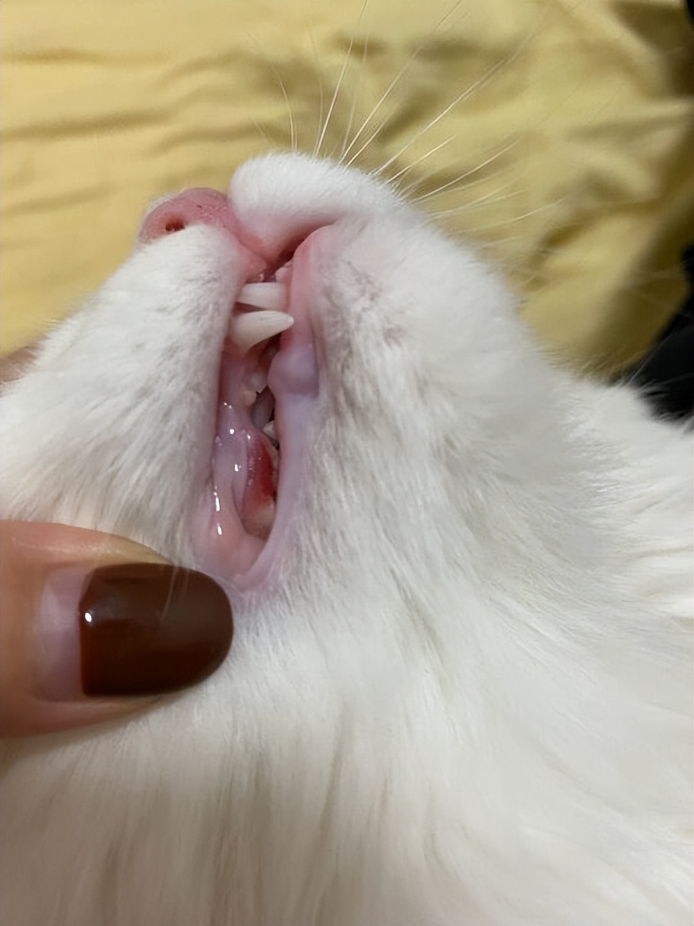 猫咪吃得少瘦了但精神好,猫咪体内有虫会吃得少吗