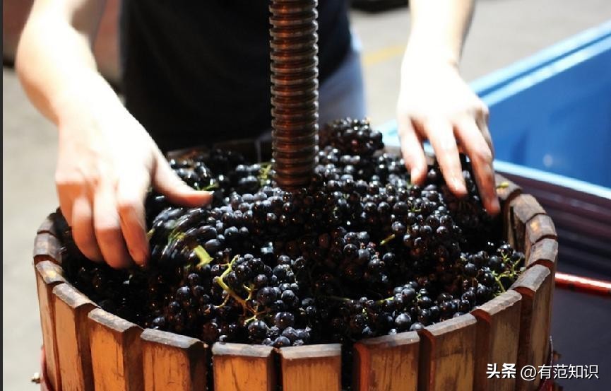 酿造葡萄酒的基本步骤,如何酿造香气扑鼻葡萄酒