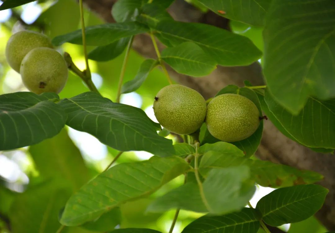 农家自种老品种核桃营养好吃,最值得种植的核桃