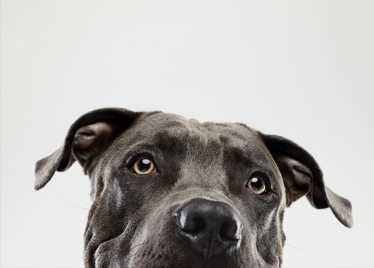 狗狗泪痕怎么消灭最快,狗狗泪痕用什么能擦掉小妙招