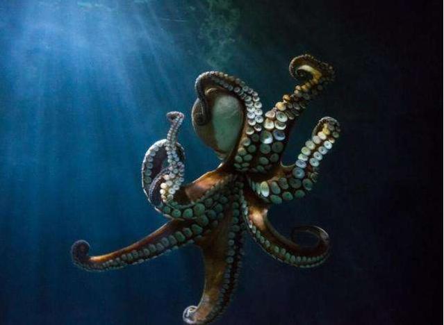 世界上最聪明的人类大脑,人类历史上最聪明的动物