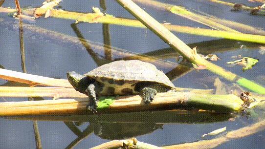 鍖楃編槌勯緹浼氬挰鏂墜鎸囧悧,鏄嗘槑鍙戠幇槌勯緹