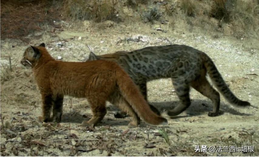 虎生三子，必有一彪，罕见！秦岭1年集齐金、花、黑多色“彪虎”