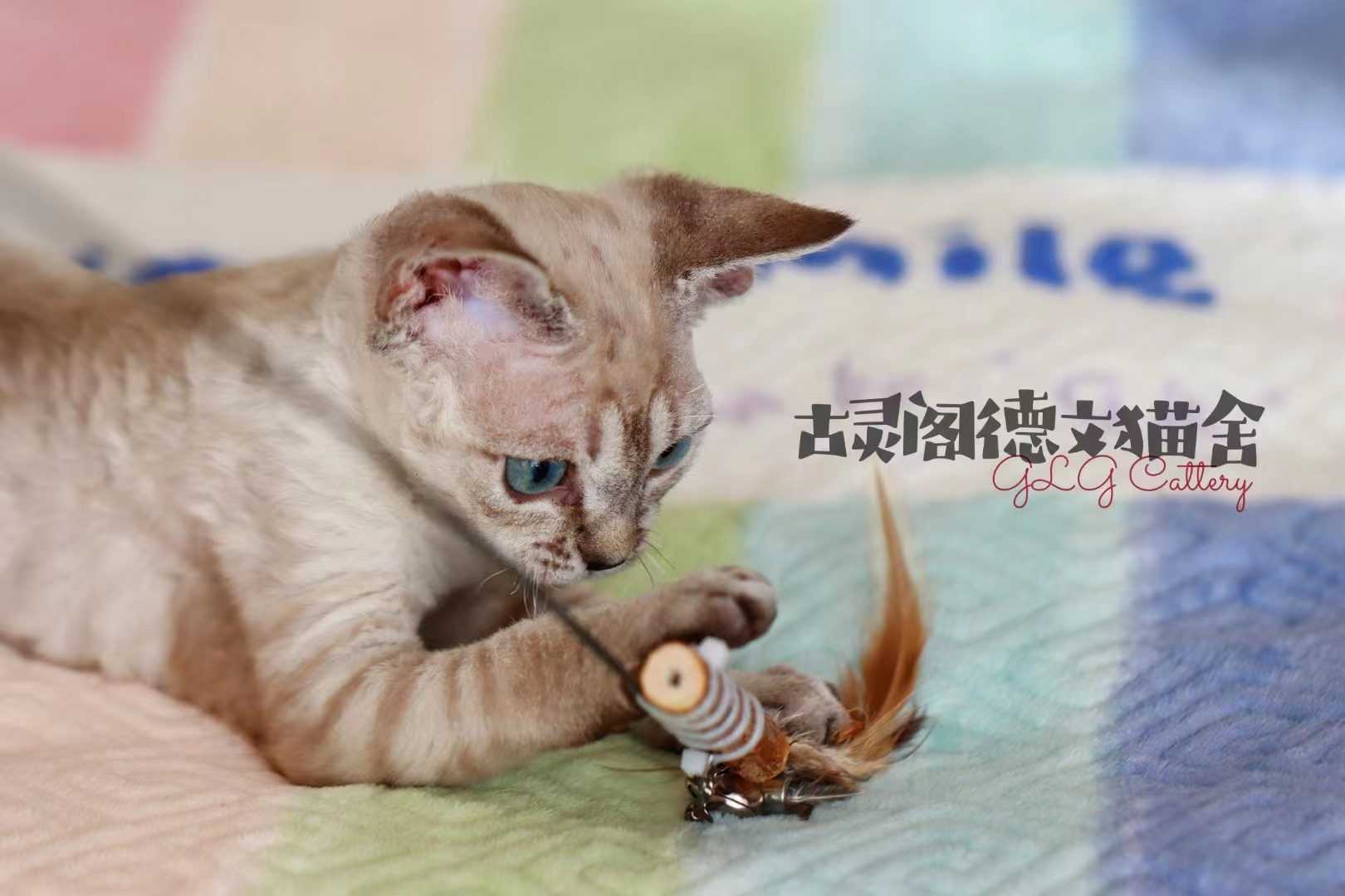 德文卷毛猫怎么避免皮肤病,为啥德文猫的猫癣这么强悍