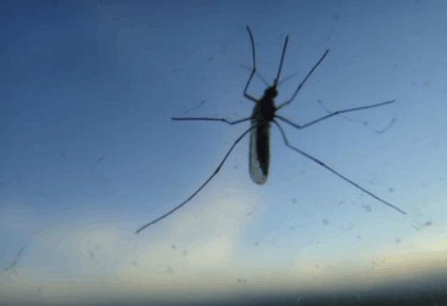 蚊子为什么能在雨中飞行,自然环境下蚊子能飞多高