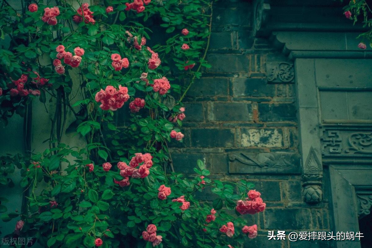 生如夏花灿烂的时候,生如夏花绚烂绽放歌曲视频