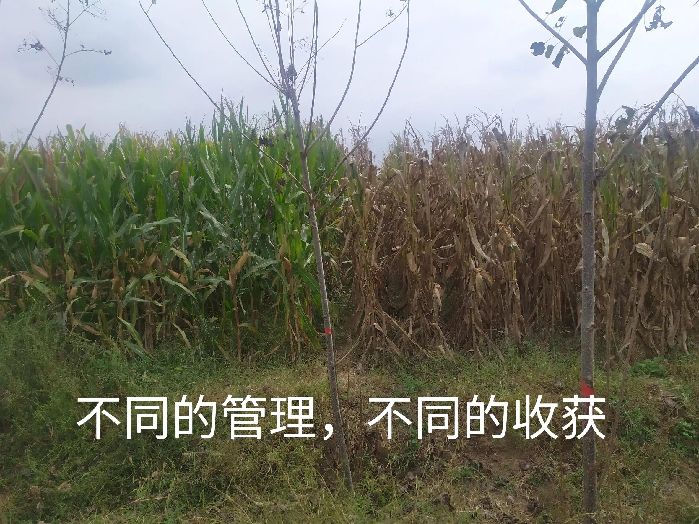 浮躁不能进入学习状态,在学习上有浮躁心理