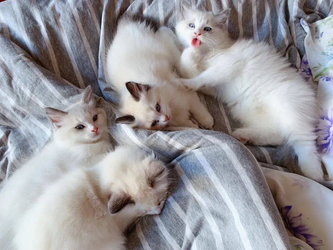 汤圆布偶猫,最好看的布偶猫汤圆