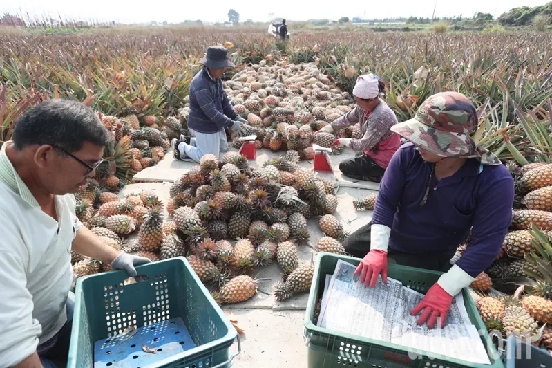 凤梨滞销,台湾菠萝果番荔枝严重滞销