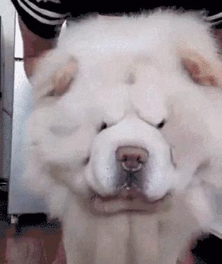 松狮犬是大型犬吗,熊仔松狮犬