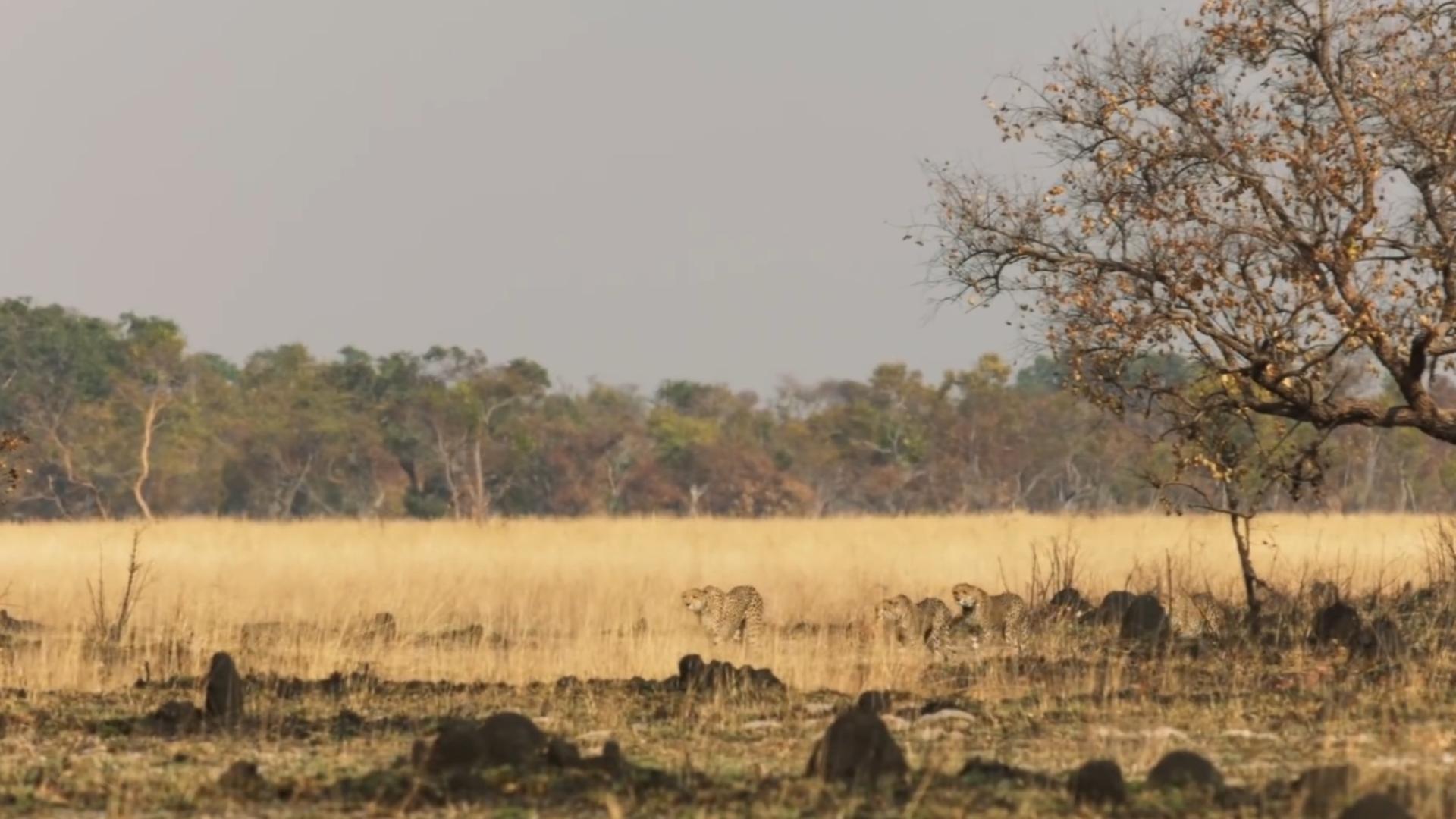 猎豹可以打过人类吗,如果在野外遇到猎豹怎么办