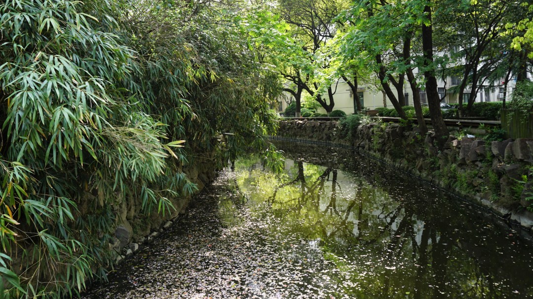 同济大学有多漂亮,同济大学的浪漫