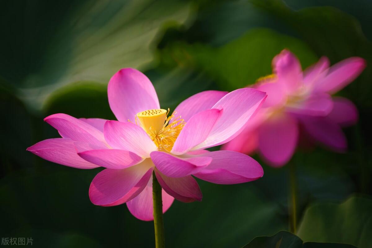 描写白色荷花的诗句古诗词,描写荷花的古诗词十首