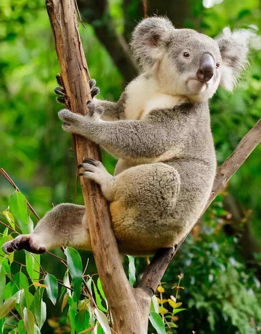 住野趣C位-广州长隆酒店！含高级客房+童趣乐园+广州长隆园区门票