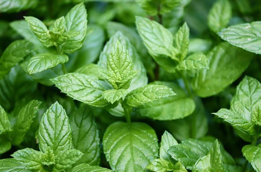 牡丹架暖眠春昼薄荷香浓醉晓晴,每日一花夏日清新花束