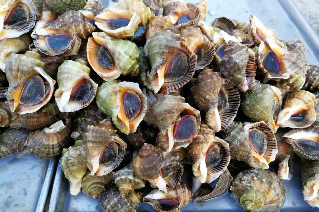 超市买了冷冻活螃蟹死了能吃吗,冷冻过的看着是死的螃蟹能吃吗