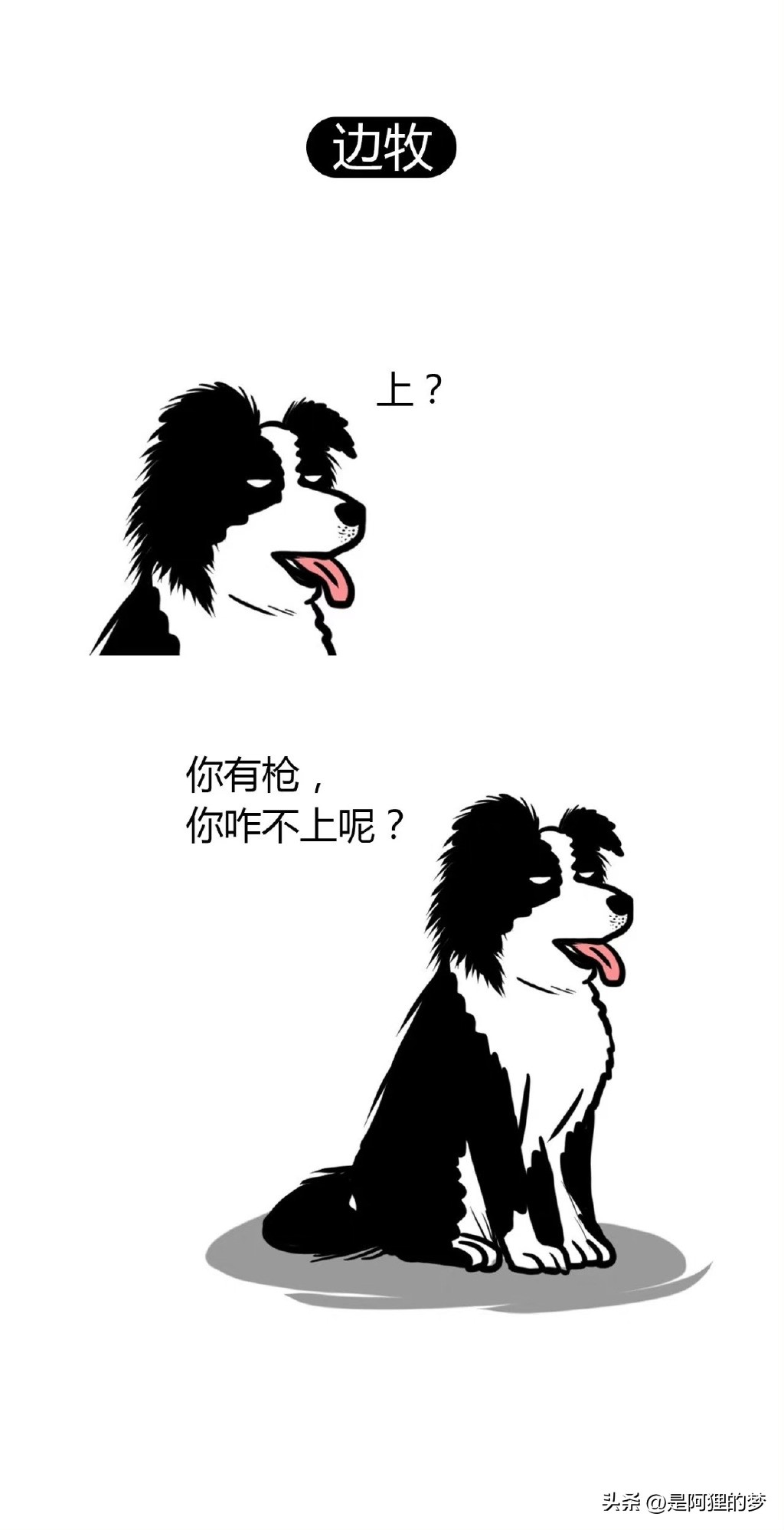 土狗这么聪明为什么不能当警犬,狗狗界最聪明的狗
