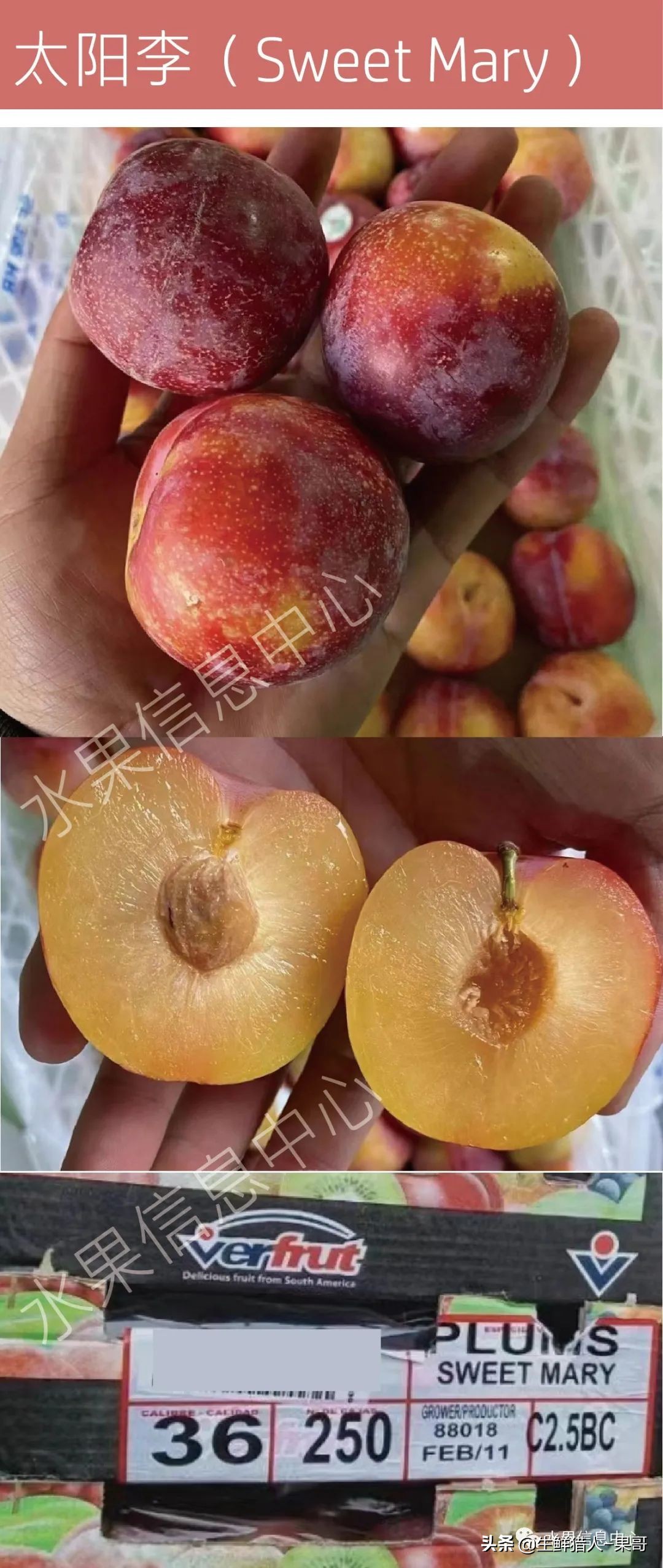 珠宝李与太阳李的区别,樱桃李和珠宝李的区别