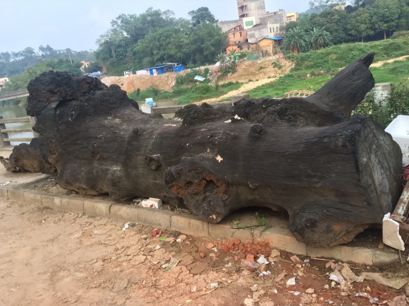 木乃伊乌木,植物木乃伊