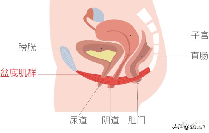 盆底肌紧张是什么原因,盆底肌紧张综合征睡软床还是硬床
