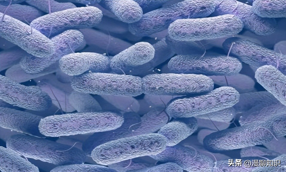 为什么乳酸菌能抑制其他细菌合成,群体感应抑制