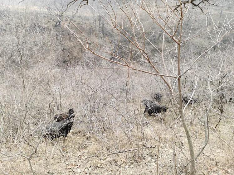 绝壁大梯白云寺,徒步白云寺