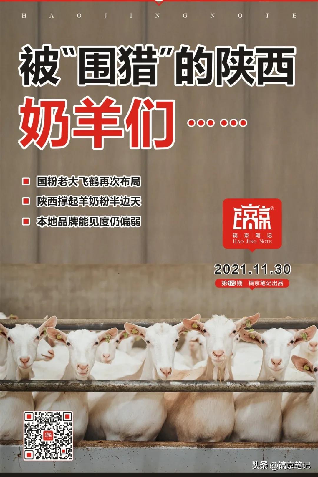 被“围猎”的陕西奶羊们……