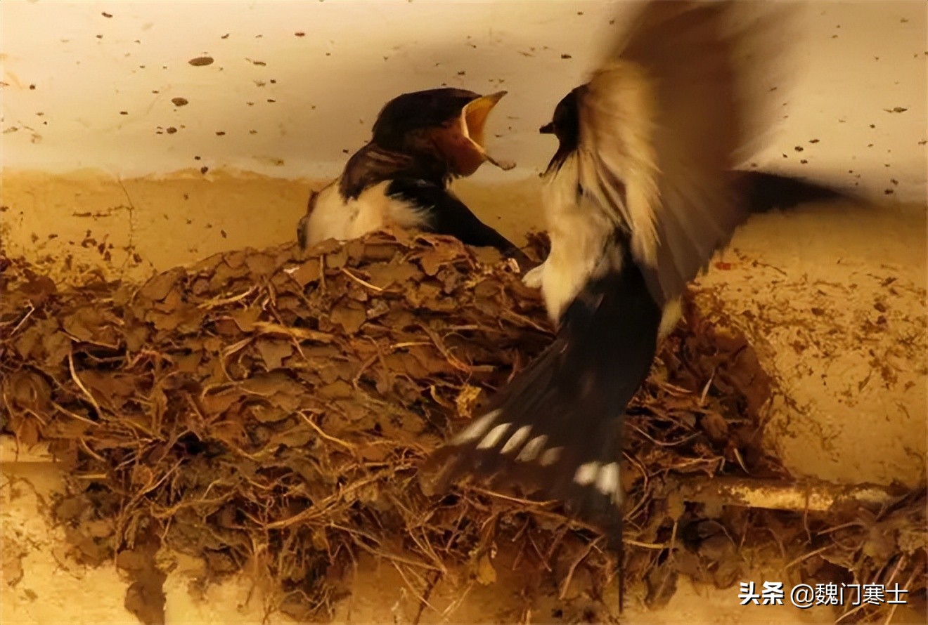 家中三象是什么,家中哪三象最重要