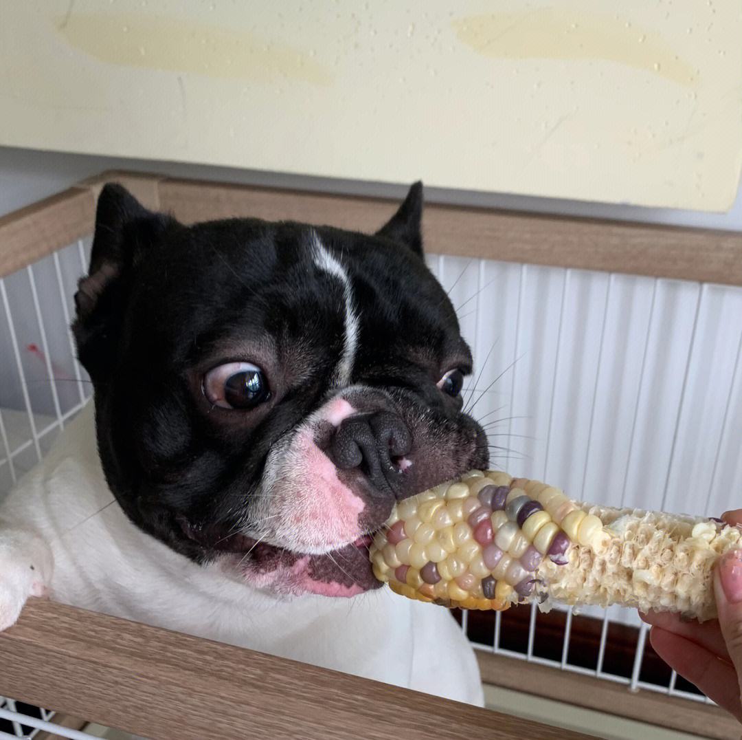 狗狗最爱吃的几种食物是什么,2个月的狗狗补充什么营养食物