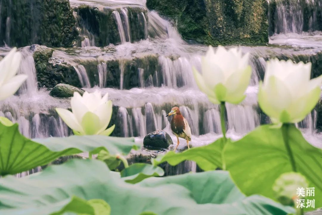 深圳人游玩推荐,深圳人爬山看海