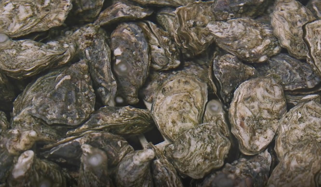 中国吃生蚝去哪里便宜,为什么有些生蚝撬壳卖那么便宜