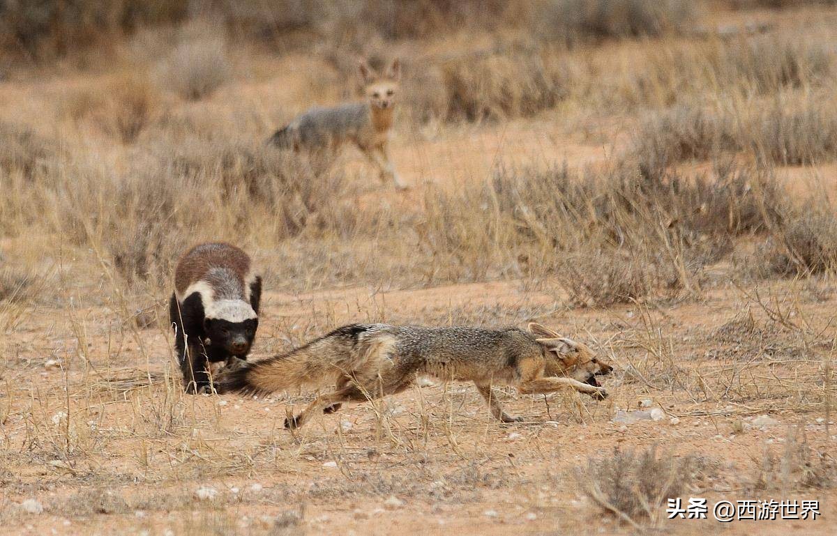 鼬鼠本领,鼬科动物为什么这么敏捷