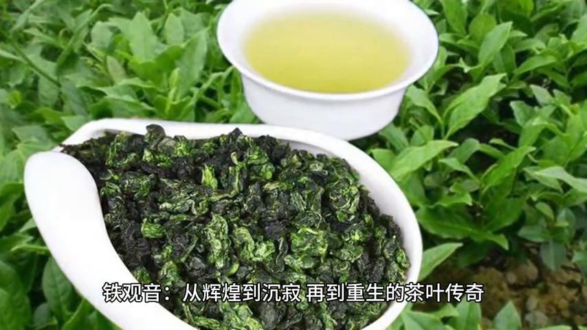 铁观音青葱岁月,铁观音是如何从爆红到没落