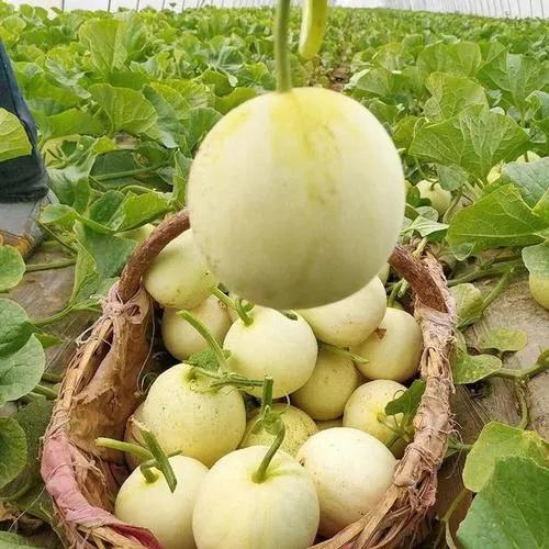 甜瓜滞销瓜农含泪卖瓜,甜瓜卖不动的原因