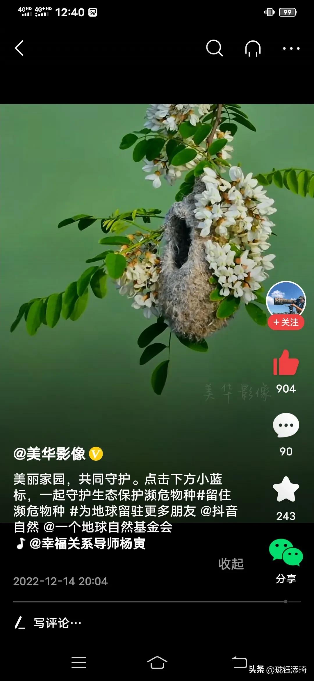 这是我见过的鸟儿最美的房子没有之一