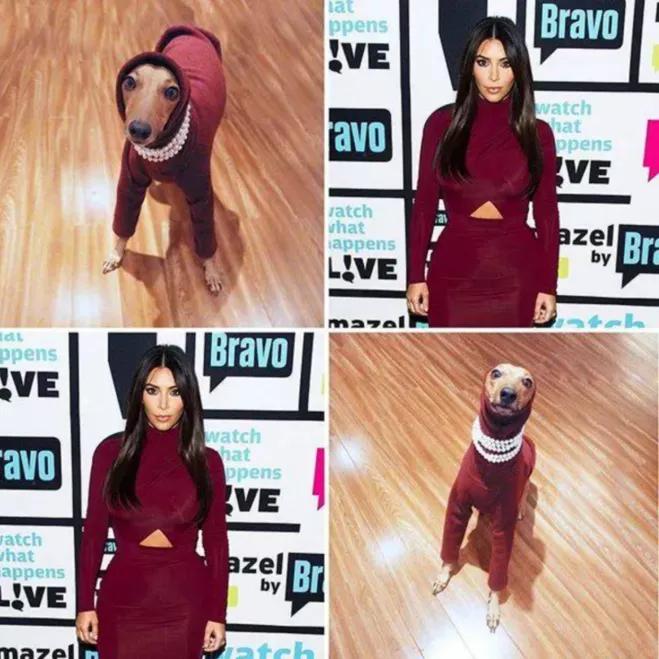 一只被抛弃的小狗逆袭变身超狗,一只被逆袭的中国狗狗