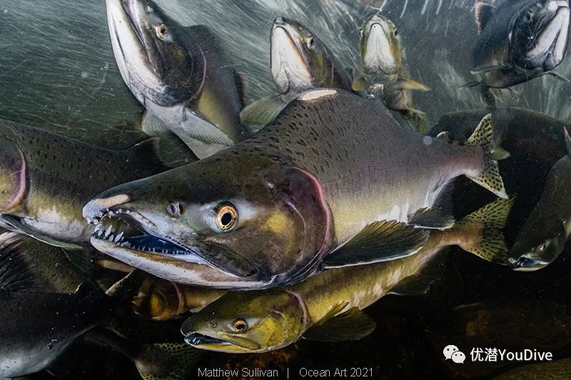 大海水下摄影作品欣赏,oceanart