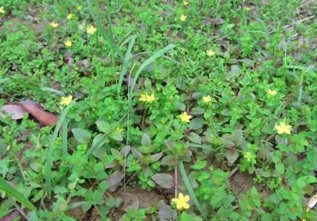 田边常见的草,农村有的护肝草图片