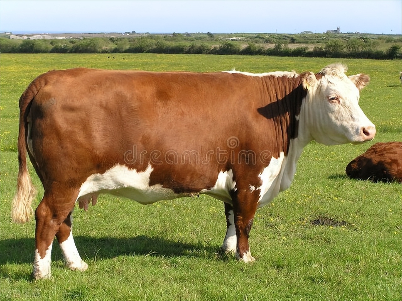 短文介绍了牛的哪些特点,说明文写一写牛的外形特点