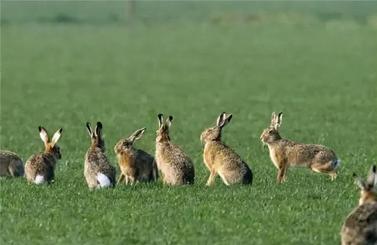 澳大利亚野兔泛滥成灾体重近百斤,澳大利亚野兔成灾野兔上百斤