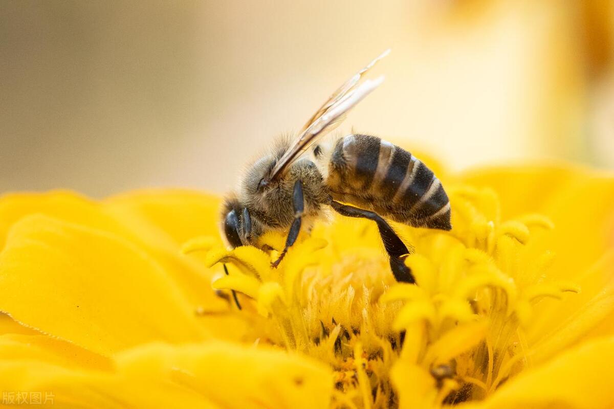 怎样分辨俄罗斯蜂蜜真假,黑枸杞蜂蜜怎么分辨真假