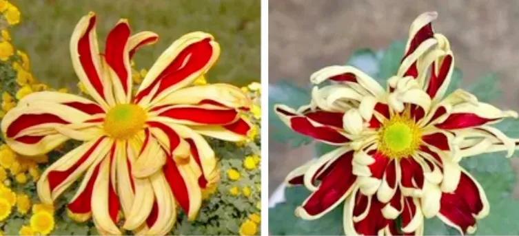 不是花中偏爱菊菊花开尽更无花,不是花中偏爱菊只是花开尽更无花