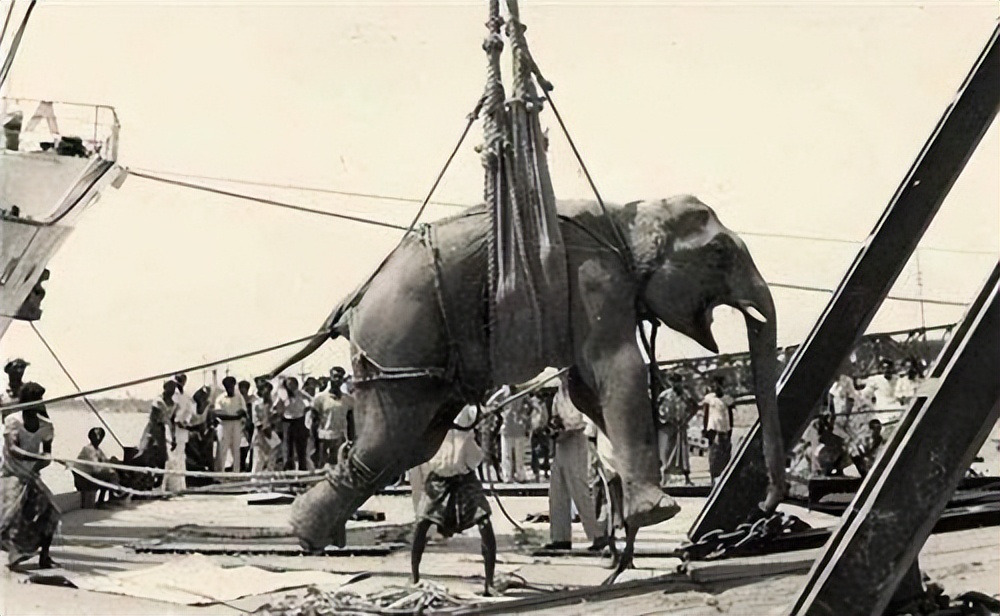 唯一被绞刑的人,唯一被凌迟处死的人