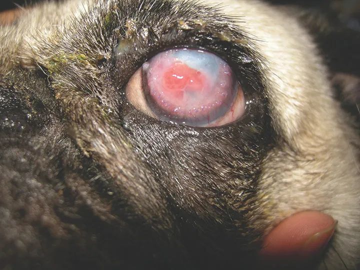 猫咪惰性角膜溃疡,犬角膜溃疡导致的原因