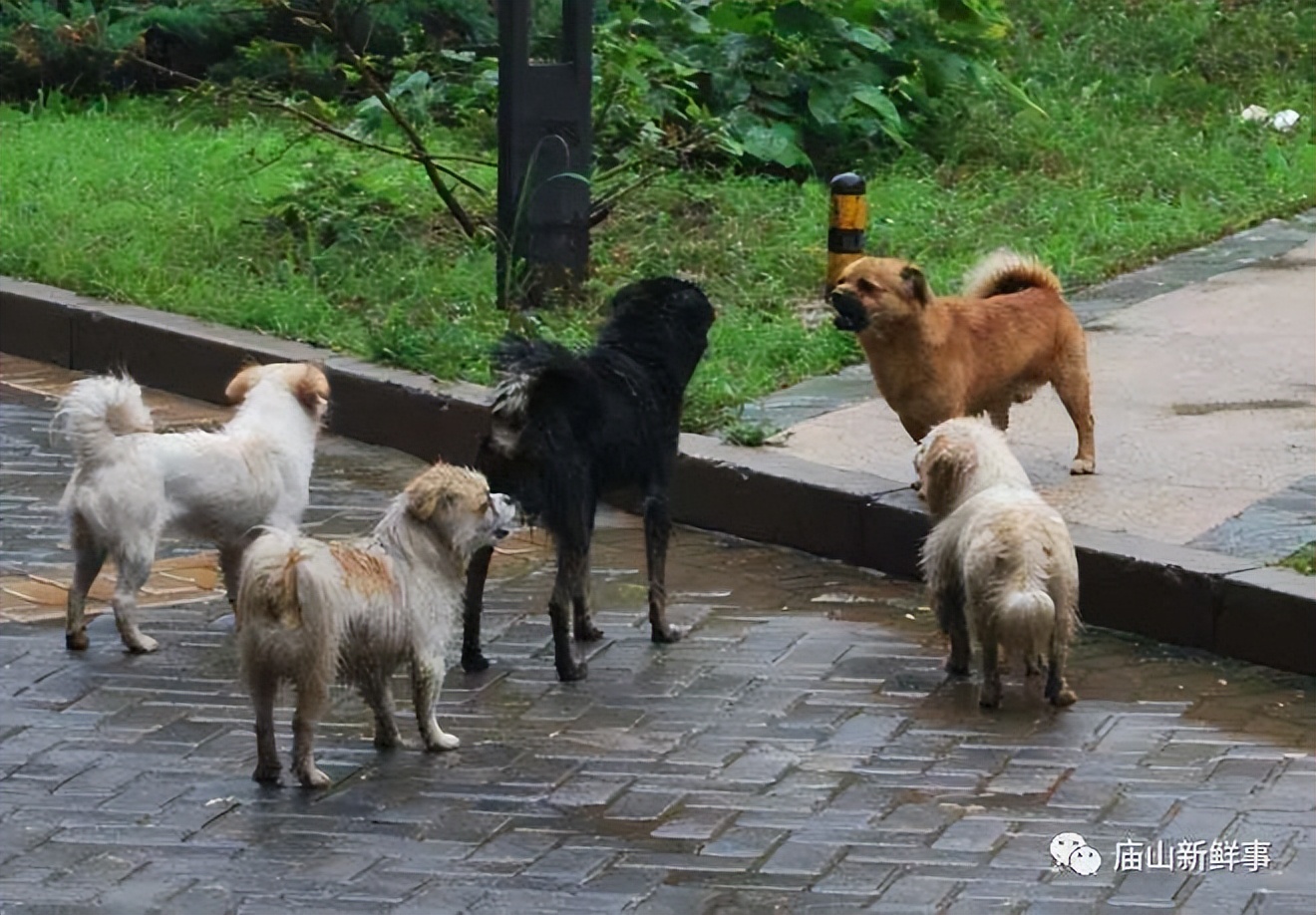 小区野狗咬人谁负责,小区野狗咬了人谁担责任