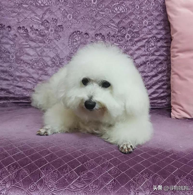 中山坦洲泰迪犬出售,中山三乡泰迪狗出售